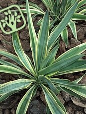 Yucca gloriosa ´Variegata´