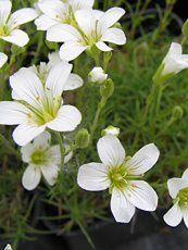 Gypsophylla repens