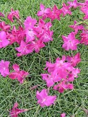 Dianthus x La Bonbrille Dianthus x La Bonbrille
