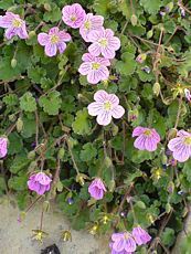 Erodium x variabile ´Roseum´ 