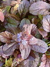 Ajuga reptans ´Purpurea´