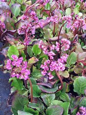 Bergenia cordifolia´Purpurea´