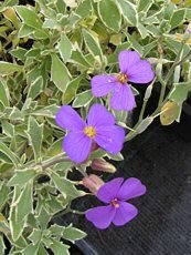 Aubrieta x cultorum ´Variegata´