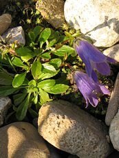 Campanula chamisonis