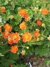 Geum coccineum