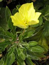 Oenothera missouriensis