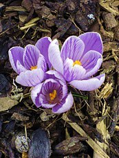 Crocus vernus ´Pickwick´