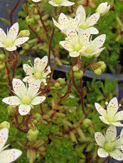 Saxifraga bronchialis 