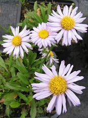 Aster andersonii