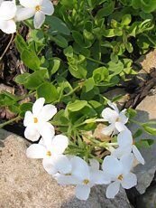 Phlox stolonifera ´White Ridge´