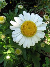 Leucanthemum x superbum ´Dwarf Snow Lady´ Leucanthemum x superbum ´Dwarf Snow Lady´