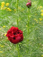 Paeonia tenuifolia