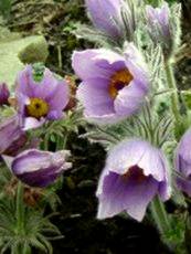 Pulsatilla vulgaris