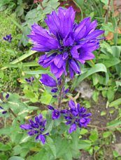 Campanula glomerata