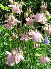 Aquilegia vulgaris