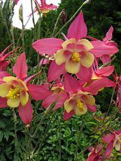 Aquilegia ´Mrs Scott Elliot hybrids´