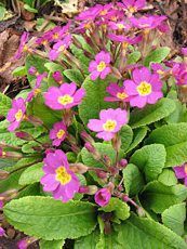 Primula acaulis