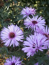 Aster novae- Angliae