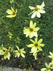 Coreopsis verticillata ´Moonbeam´ 