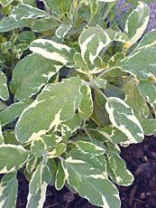 Salvia officinalis ´Variegata´