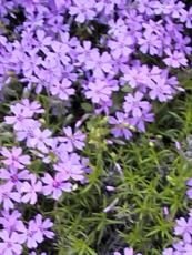 Phlox subulata