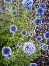 Echinops ritro