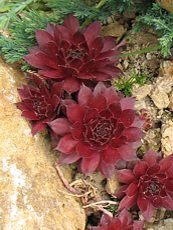 Sempervivum ´Rubin´ Sempervivum ´Rubin´