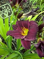 Hemerocallis x hybrida´American Revolution´ 