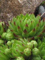Sempervivum montanum Sempervivum montanum