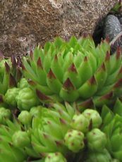 Sempervivum montanum