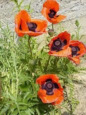 Papaver pseudo-orientale