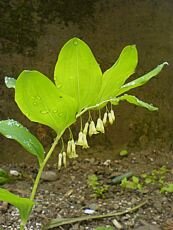 Polygonatum multiflorum