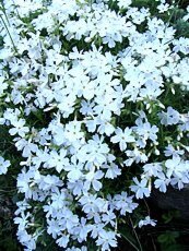 Phlox subulata´Alba´