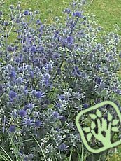 Eryngium planum 