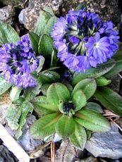 Primula denticulata