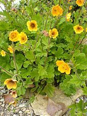 Geum coccineum´Carlskaer´