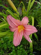 Hemerocallis x hybrida´Bed of Roses´ 