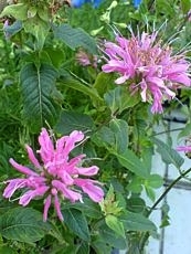 Monarda didyma´Squaw´ 