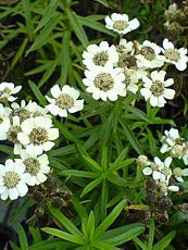 Achillea ptarmica ´Nana Compacta´