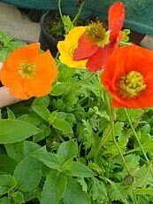 Papaver nudicaule