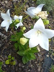 Platycodon grandiflorus´Albus´