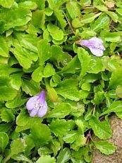 Mazus reptans