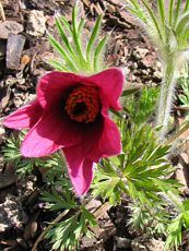 Pulsatilla vulgaris´Rubra´