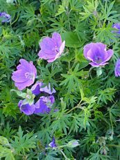 Geranium sanuqineum