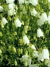 Campanula cochleariifolia ´Alba´