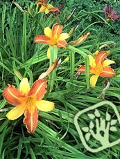 Hemerocallis x hybrida´Frans Hals´  