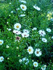 Aster novae- Angliae´Herbstschnee´