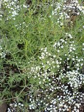 Gypsophila paniculata