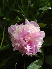 Paeonia officinalis´Roseo Plena´