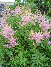 Astilbe japonica ´Rosea´ 